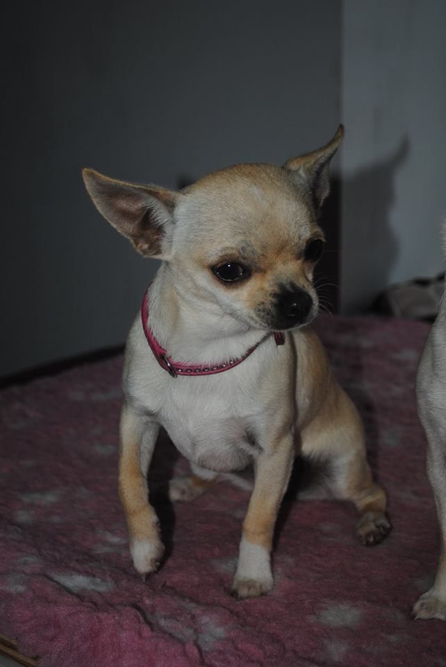 chiot Chihuahua Des Dunes De Keremma