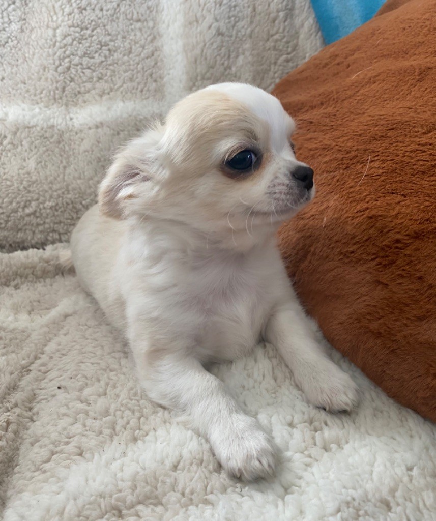 chiot Chihuahua Des Dunes De Keremma