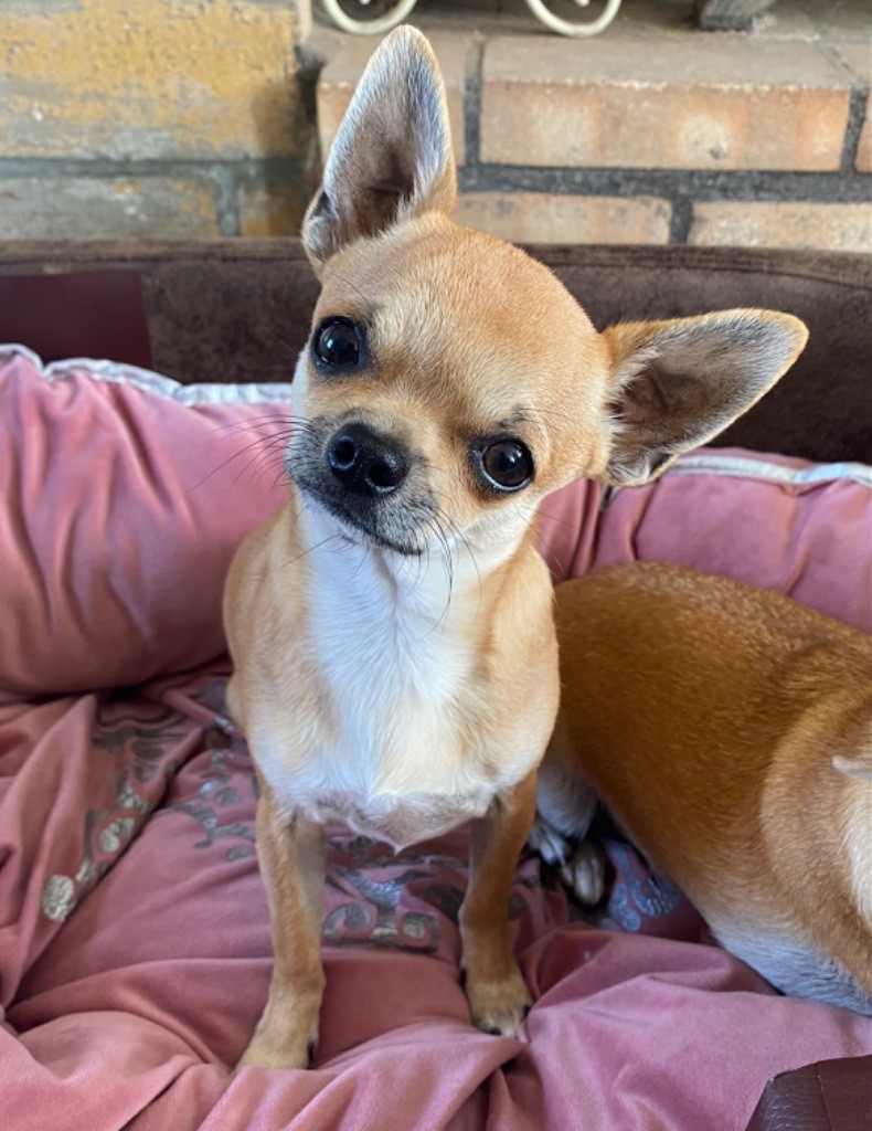 chiot Chihuahua Des Dunes De Keremma