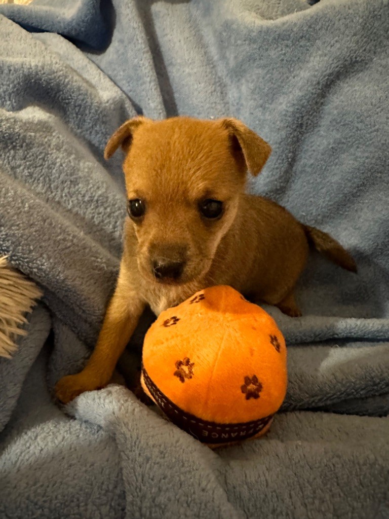 chiot Russkiy Toy (Petit Chien Russe) Des Dunes De Keremma