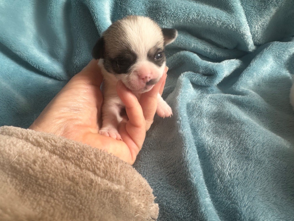 Des Dunes De Keremma - Chiot disponible  - Chihuahua