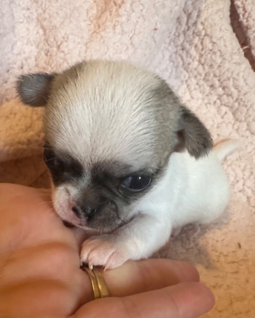 Des Dunes De Keremma - Chiot disponible  - Chihuahua