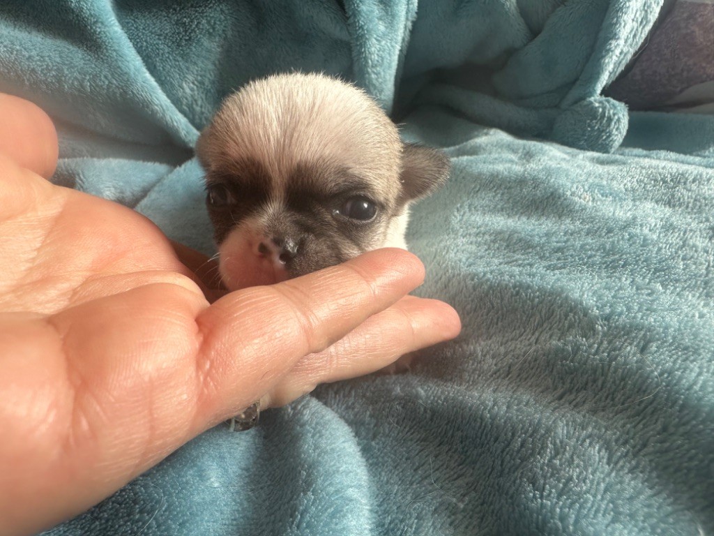 Des Dunes De Keremma - Chiot disponible  - Chihuahua