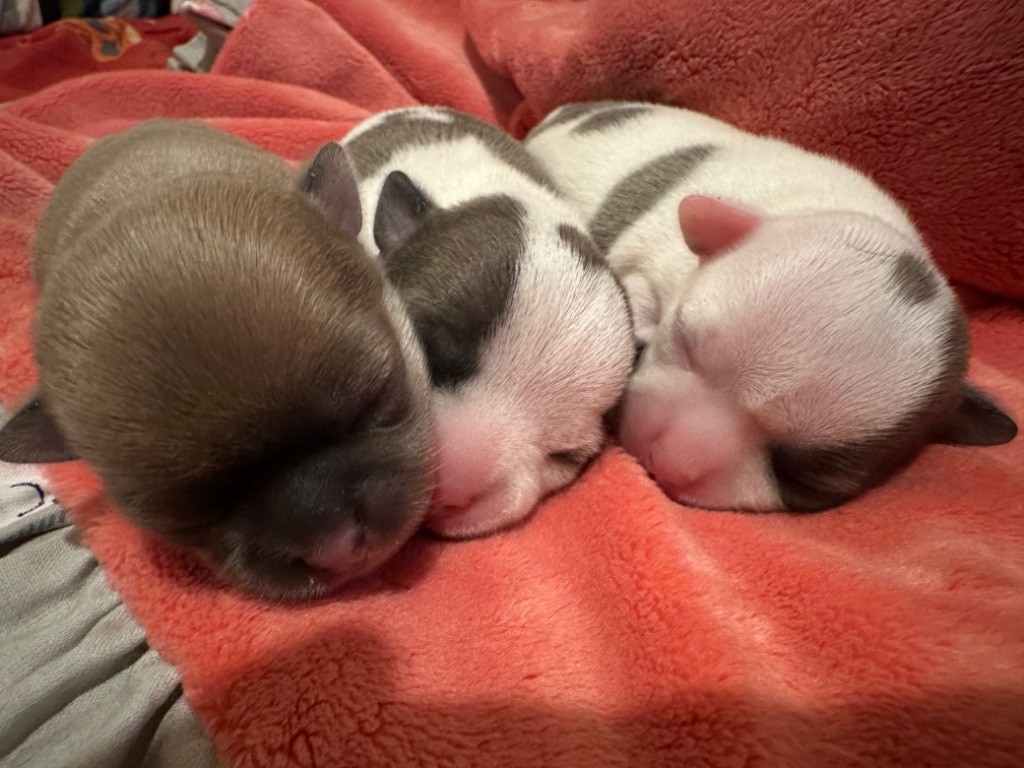 chiot Chihuahua Des Dunes De Keremma