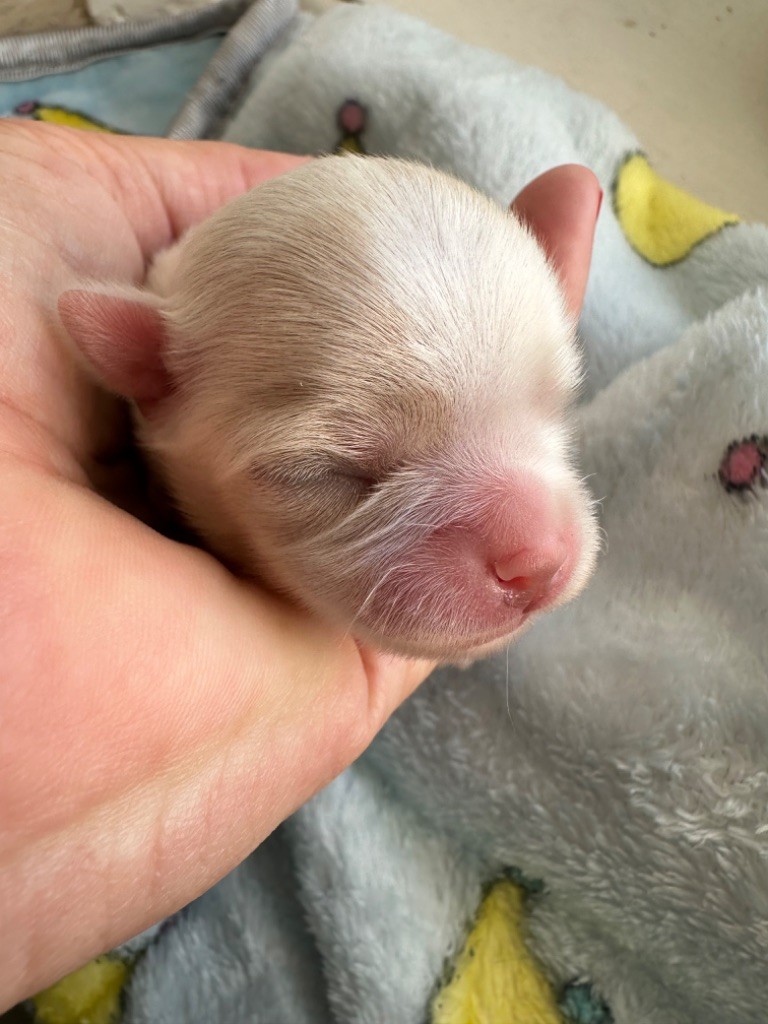 chiot Chihuahua Des Dunes De Keremma