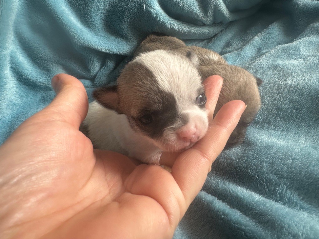 Des Dunes De Keremma - Chiot disponible  - Chihuahua