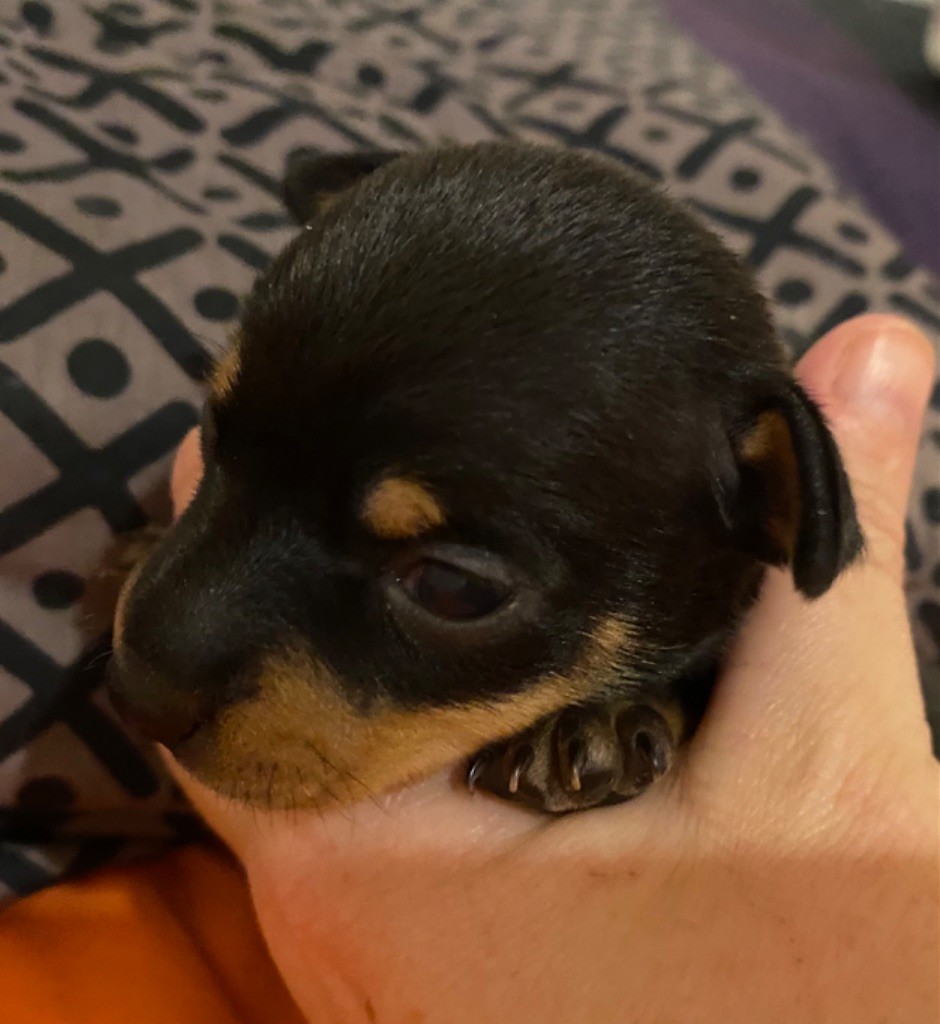 chiot Russkiy Toy (Petit Chien Russe) Des Dunes De Keremma