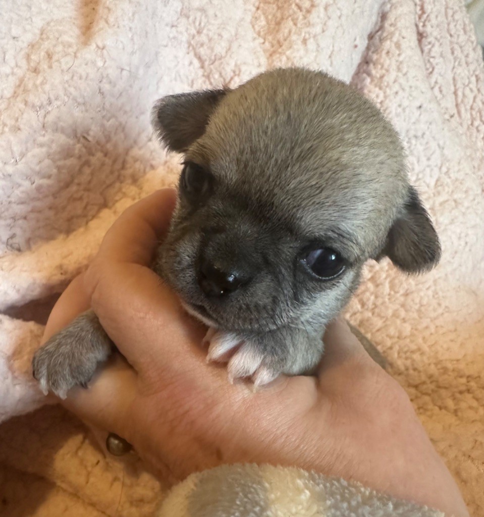 Des Dunes De Keremma - Chiot disponible  - Chihuahua