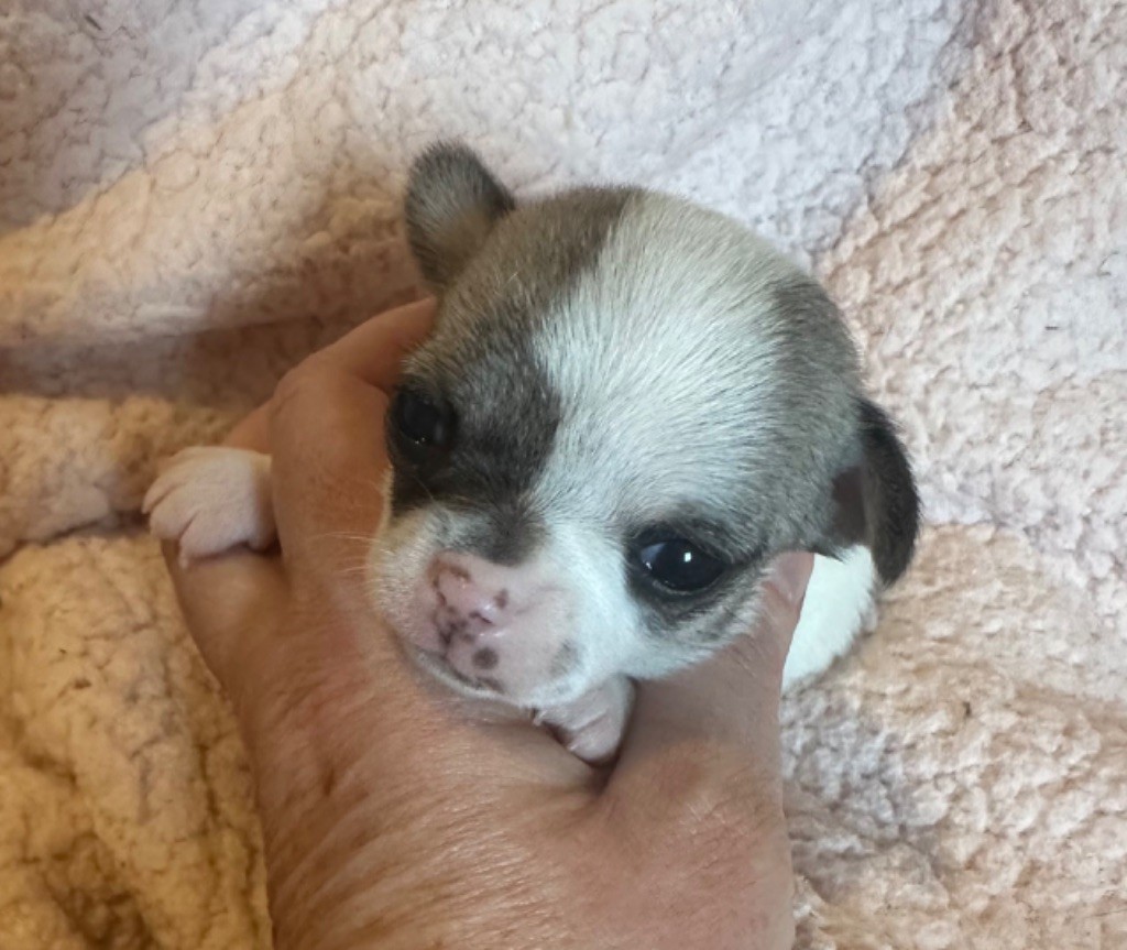 Des Dunes De Keremma - Chiot disponible  - Chihuahua