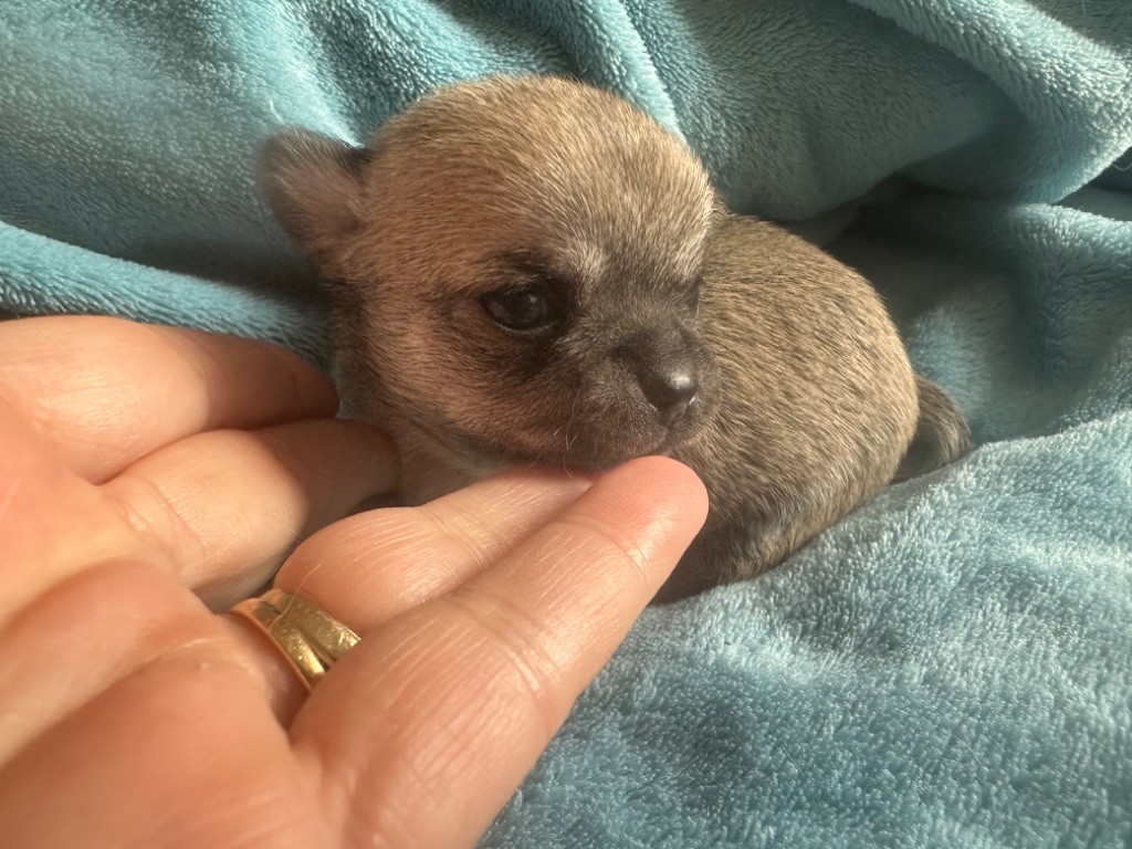 Des Dunes De Keremma - Chiot disponible  - Chihuahua