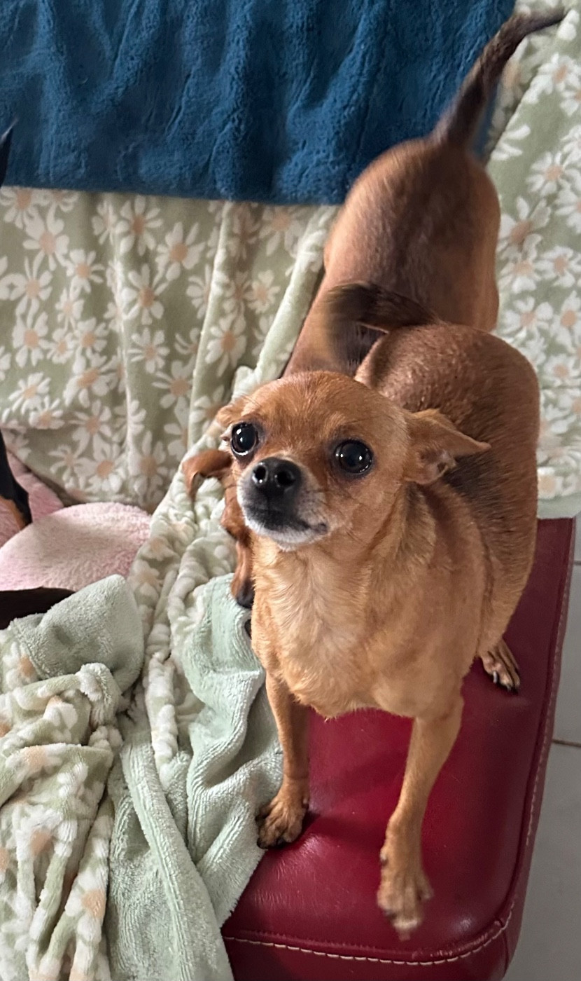 CH. Ulferiya umnitsa razumnitsa