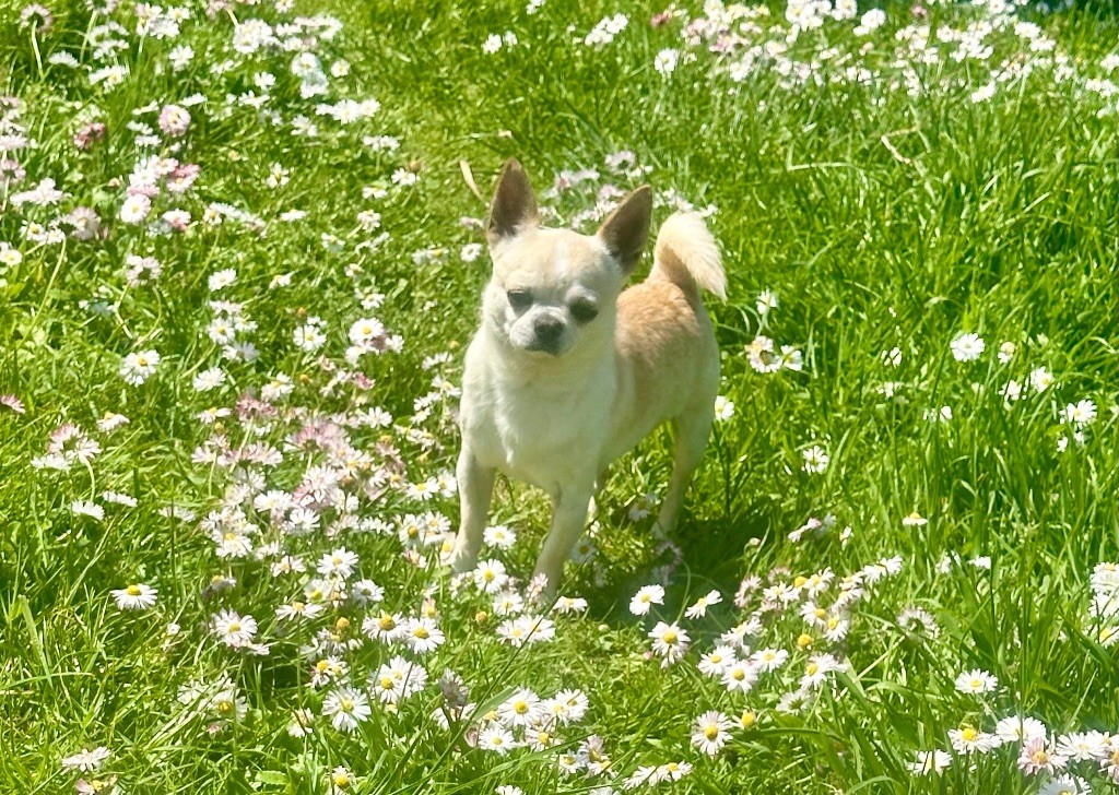 Starlight Of Little Dog's Paradise