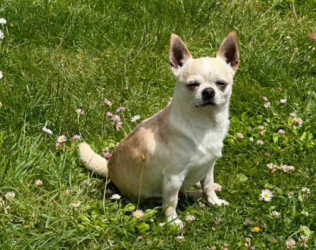 Starlight Of Little Dog's Paradise