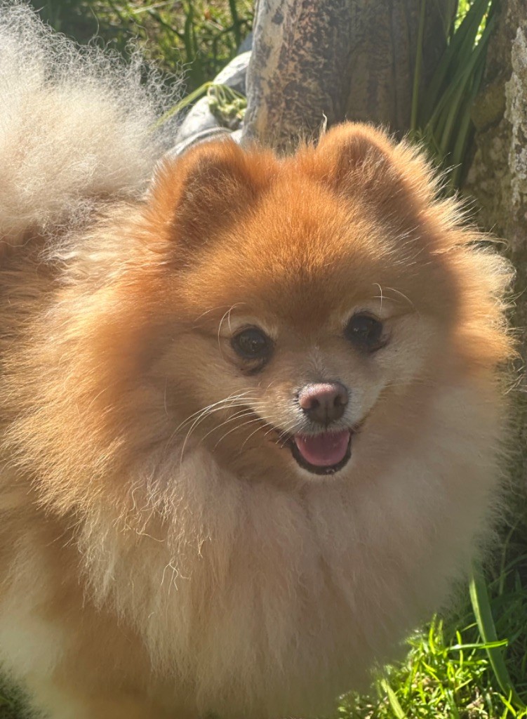 Violli bella (Sans Affixe)