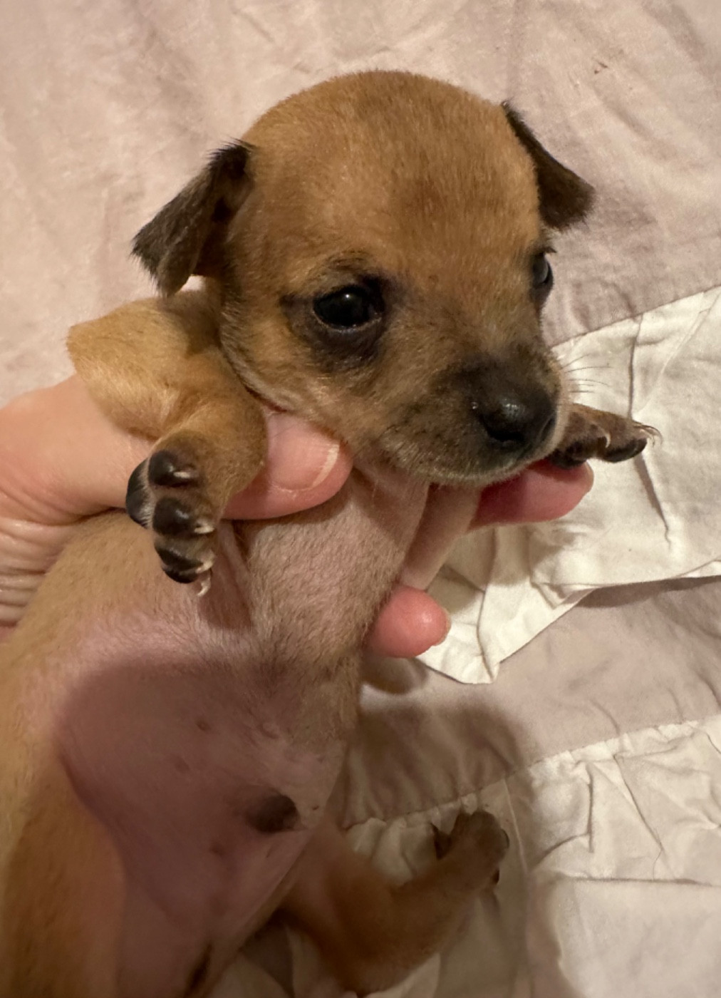 Des bébés Russkiy toy