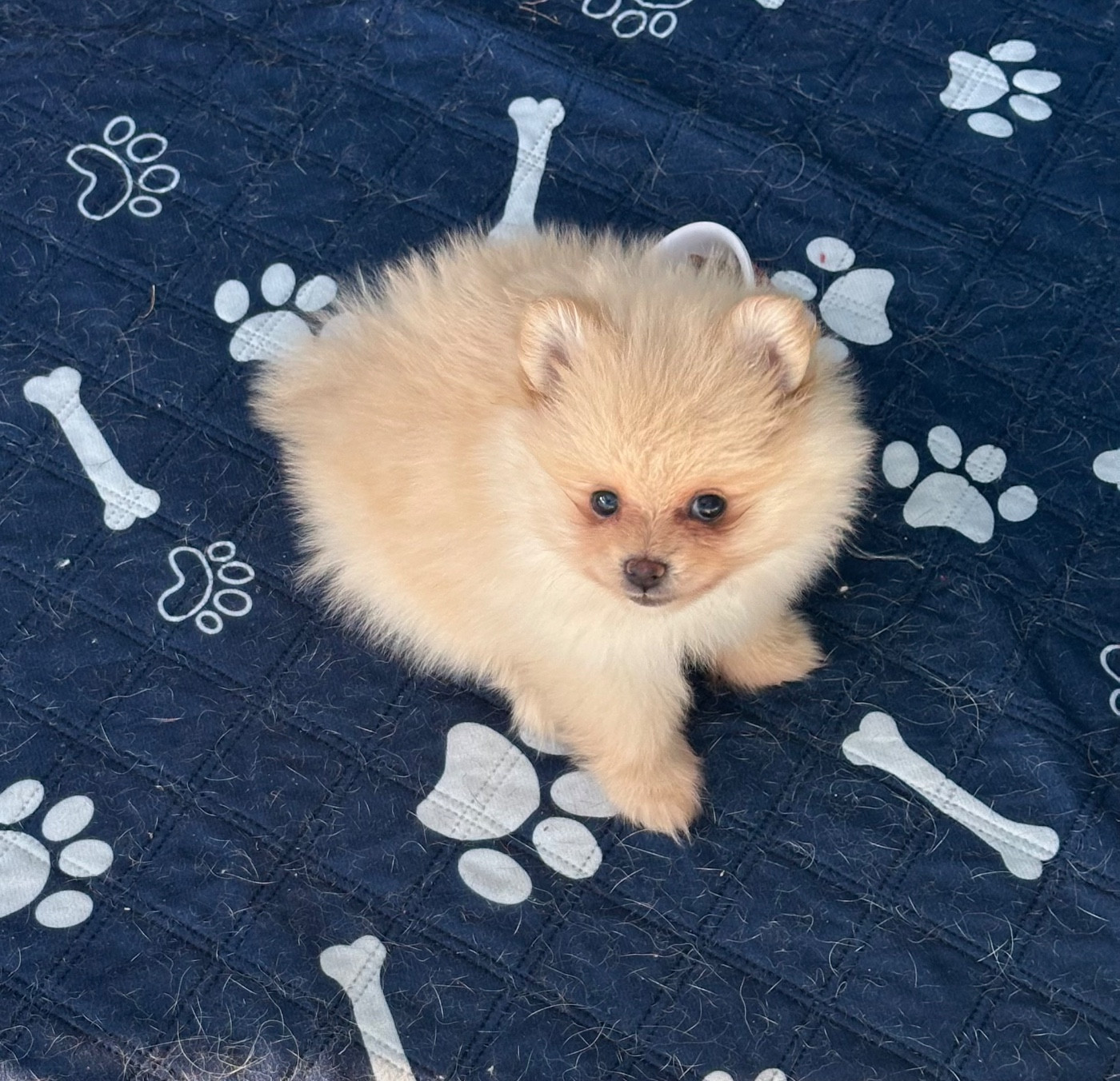 Chiots Spitz