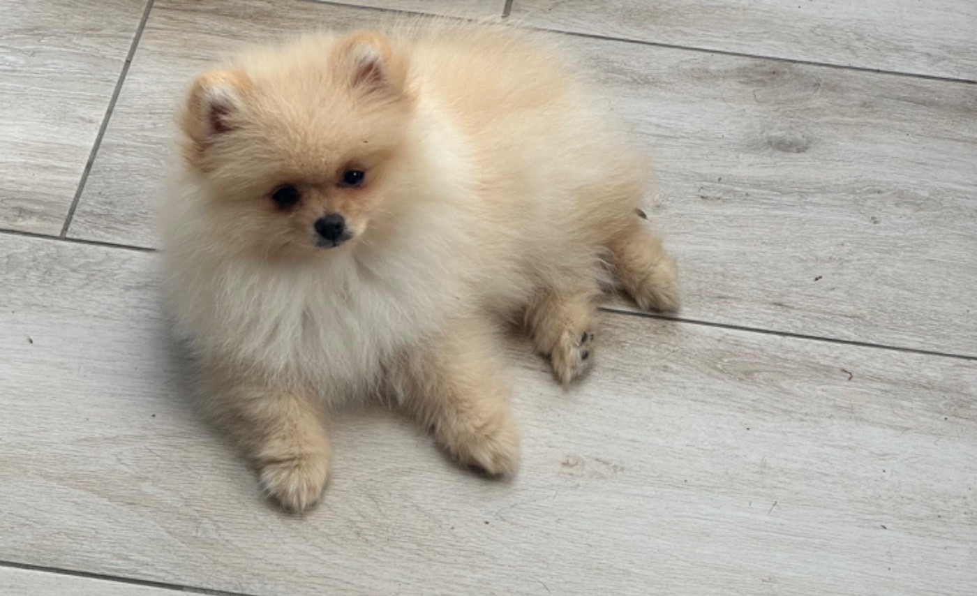 Chiots Spitz