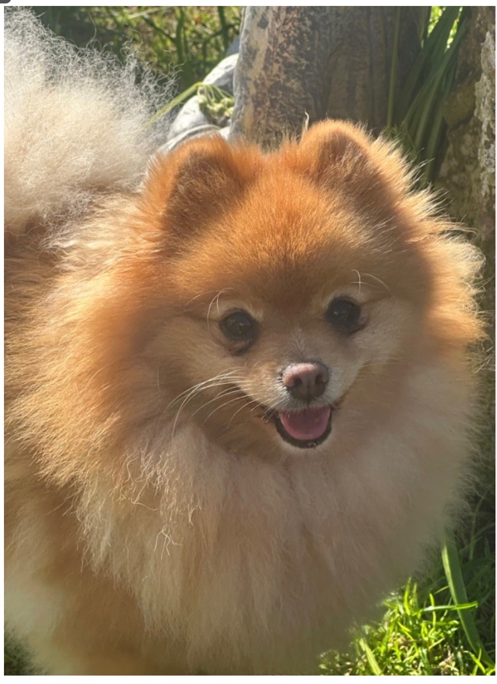 Femelle 5 ans disponible