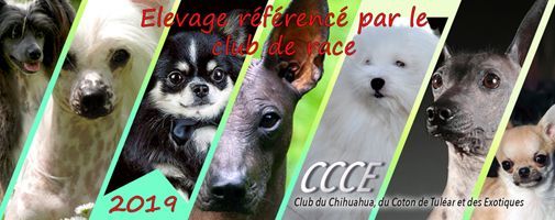 Le club de race 