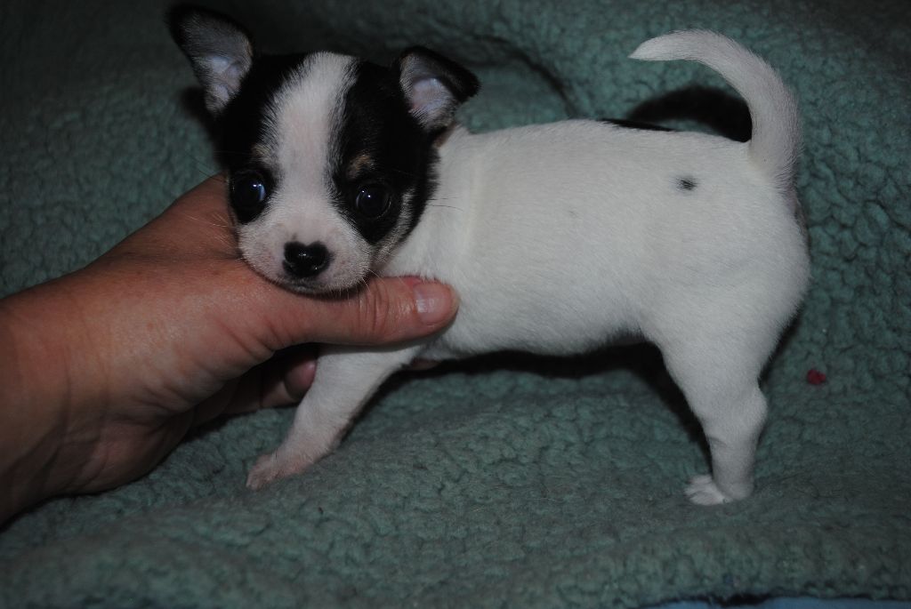 Photos chihuahuas chiots
