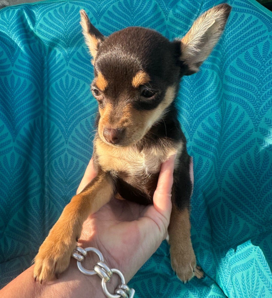 Chiot Russkiy Toy (Petit Chien Russe) Des Dunes De Keremma