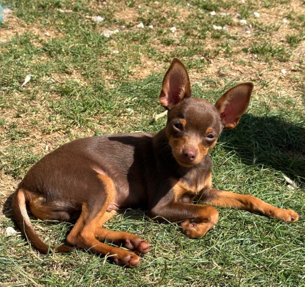 Des Dunes De Keremma - Chiots disponibles - Russkiy Toy (Petit Chien Russe)