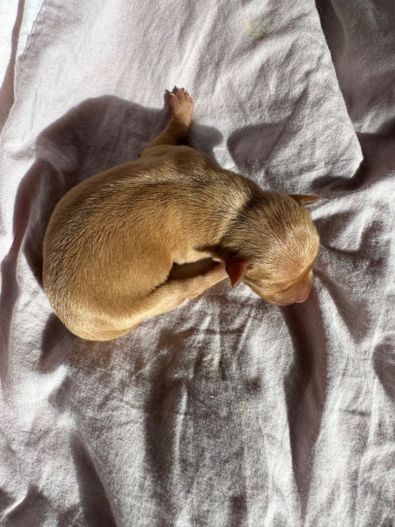 Des Dunes De Keremma - Chiots disponibles - Russkiy Toy (Petit Chien Russe)