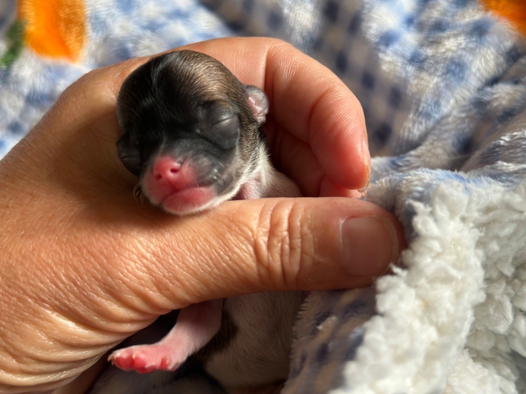 Des Dunes De Keremma - Chiots disponibles - Chihuahua
