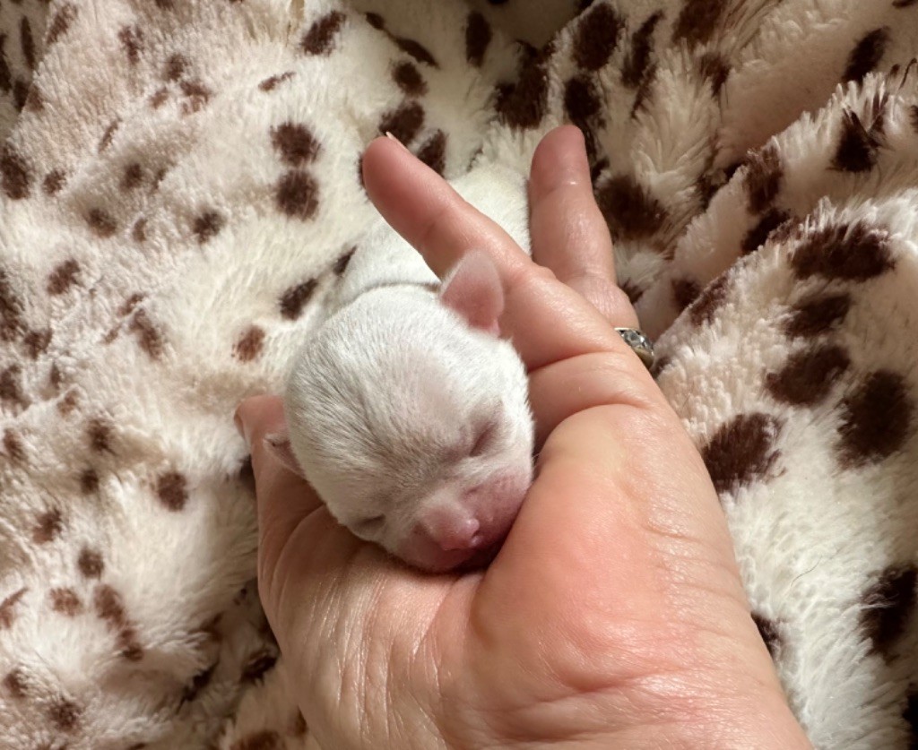 Des Dunes De Keremma - Chiots disponibles - Chihuahua