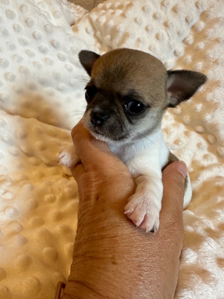 Des Dunes De Keremma - Chiots disponibles - Chihuahua