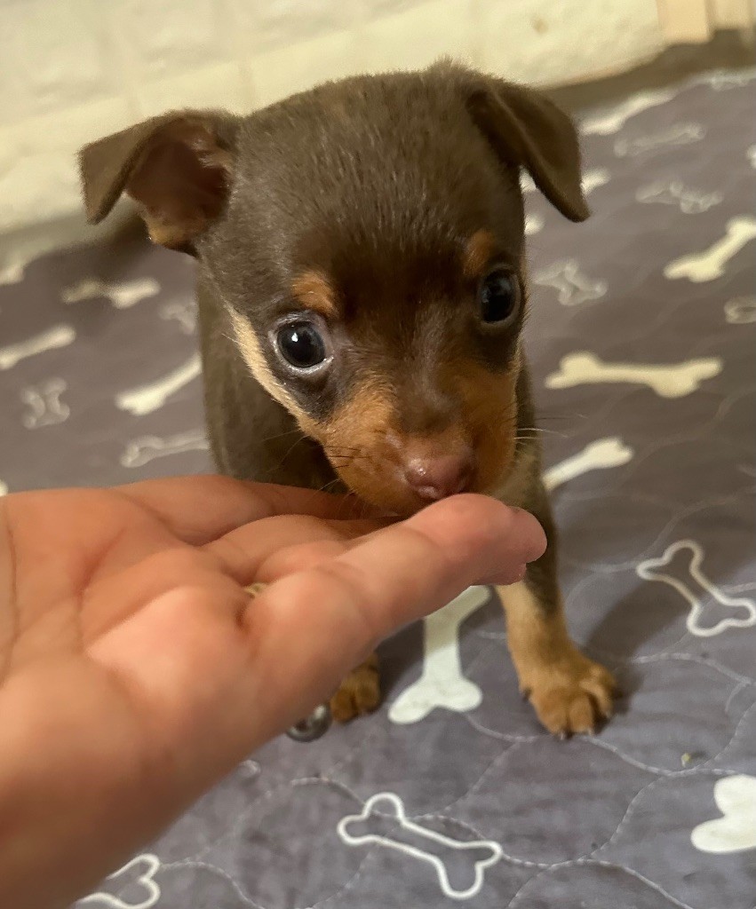Des Dunes De Keremma - Chiots disponibles - Russkiy Toy (Petit Chien Russe)