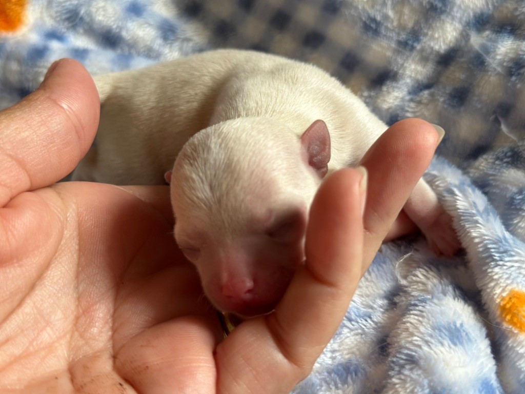 Des Dunes De Keremma - Chiots disponibles - Chihuahua