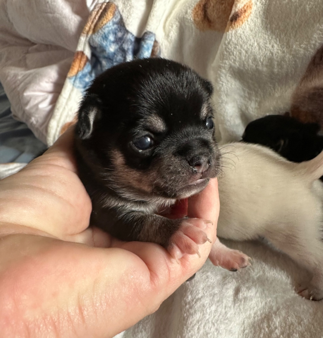 Des Dunes De Keremma - Chiots disponibles - Chihuahua