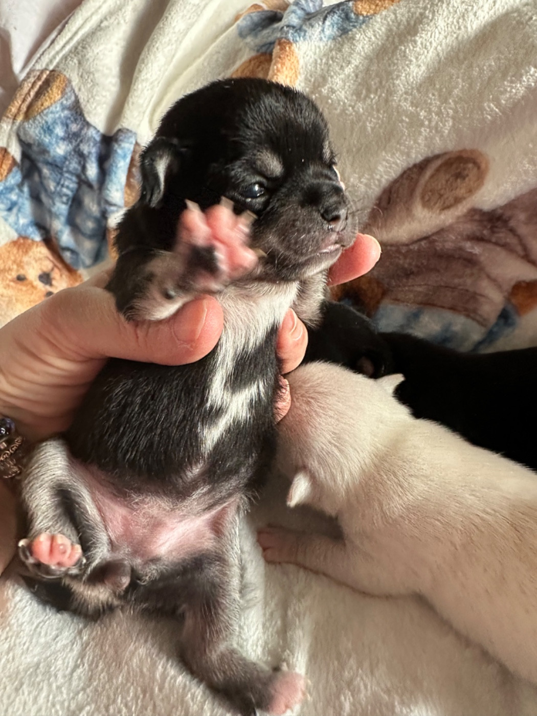 Chiot Chihuahua Des Dunes De Keremma