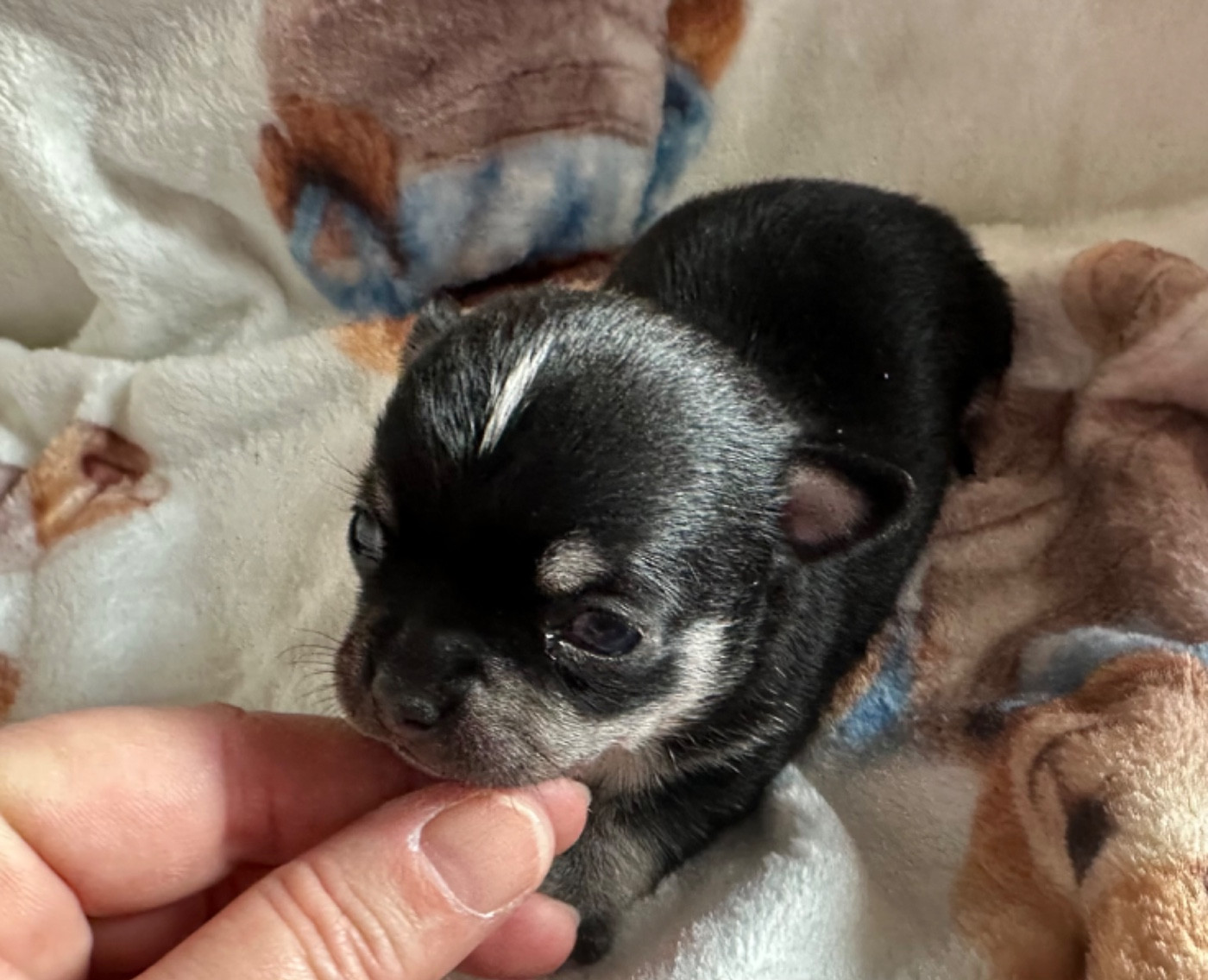 Des Dunes De Keremma - Chiots disponibles - Chihuahua