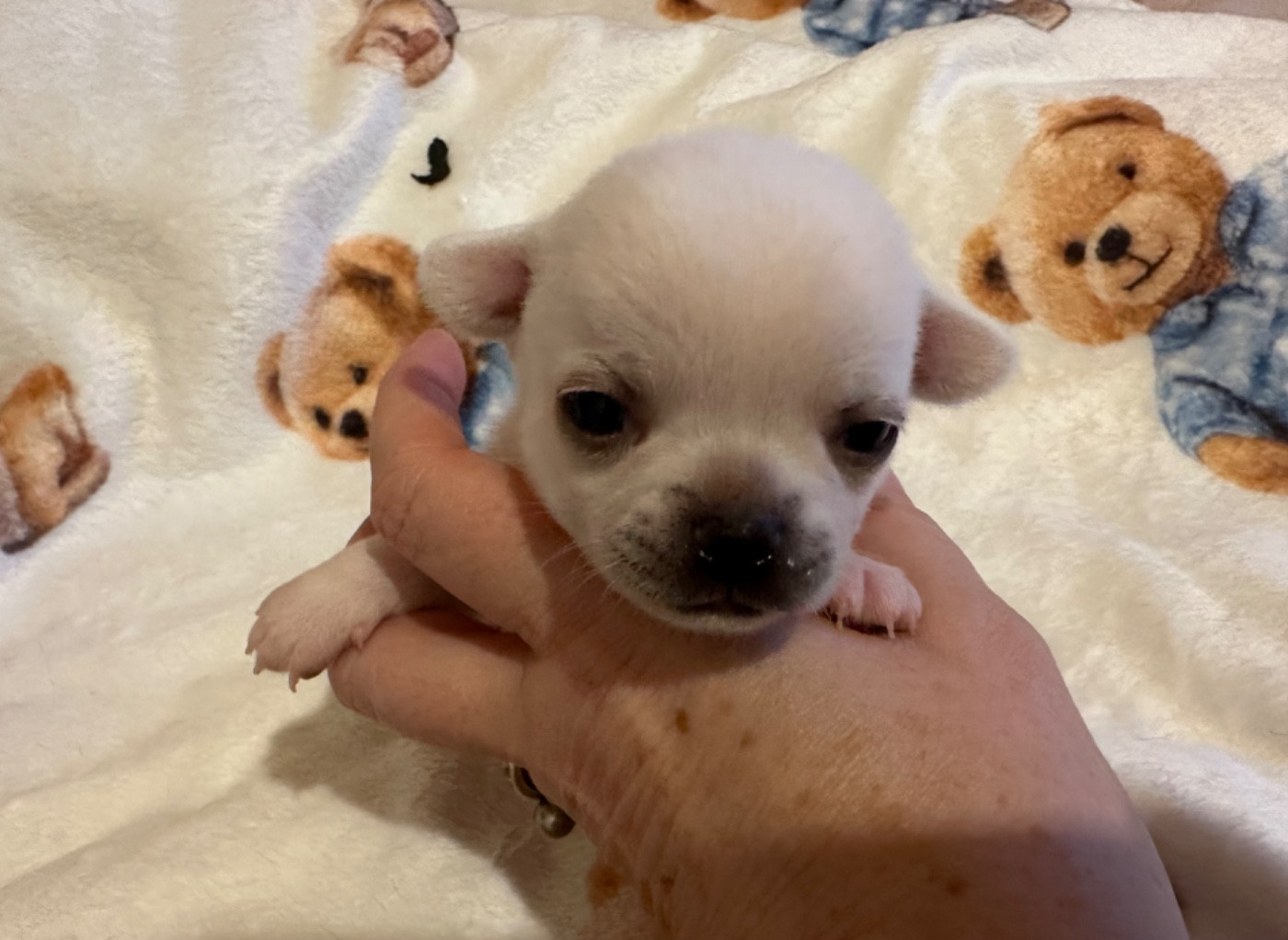 Des Dunes De Keremma - Chiots disponibles - Chihuahua