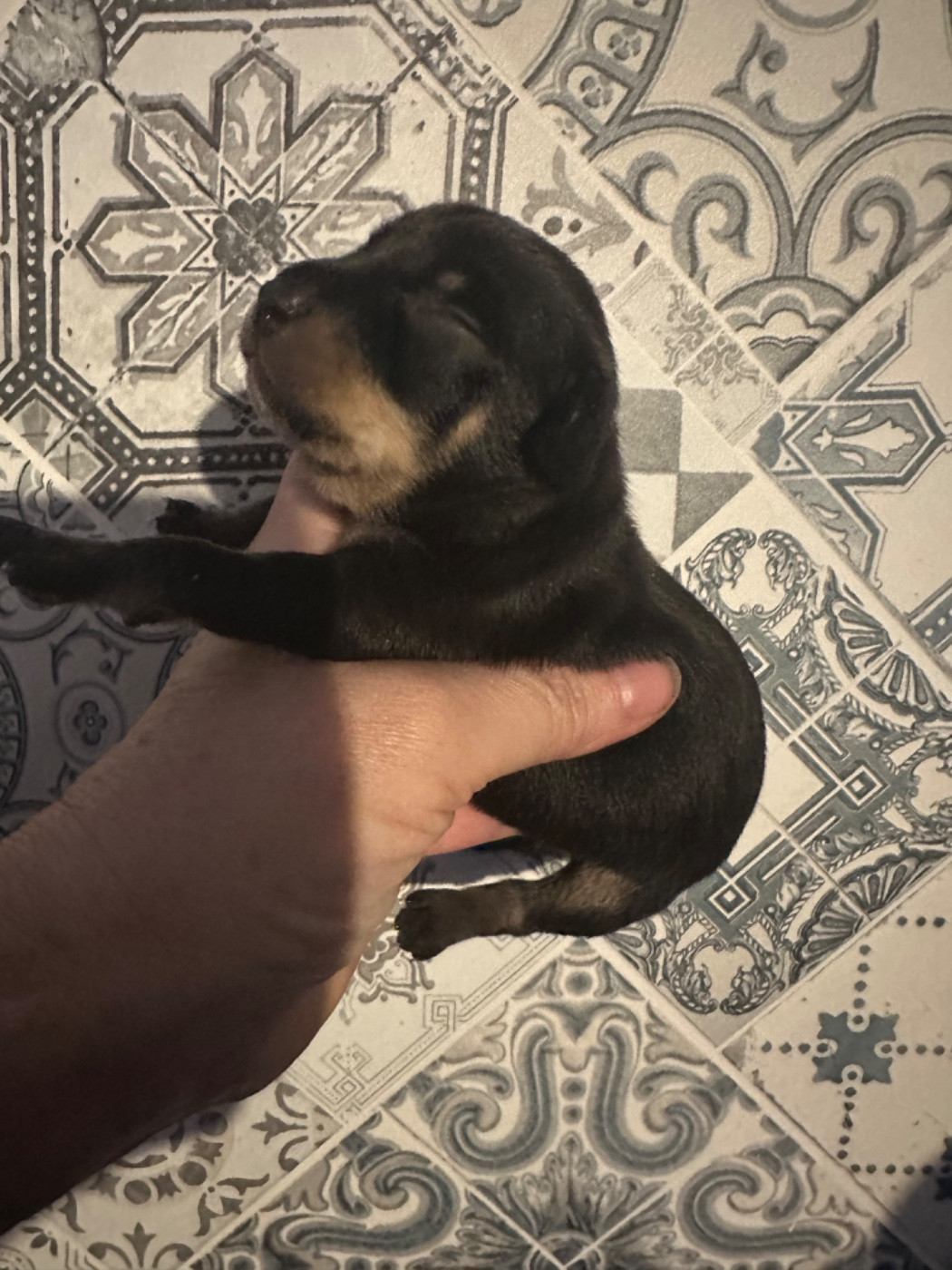 Des Dunes De Keremma - Chiots disponibles - Russkiy Toy (Petit Chien Russe)