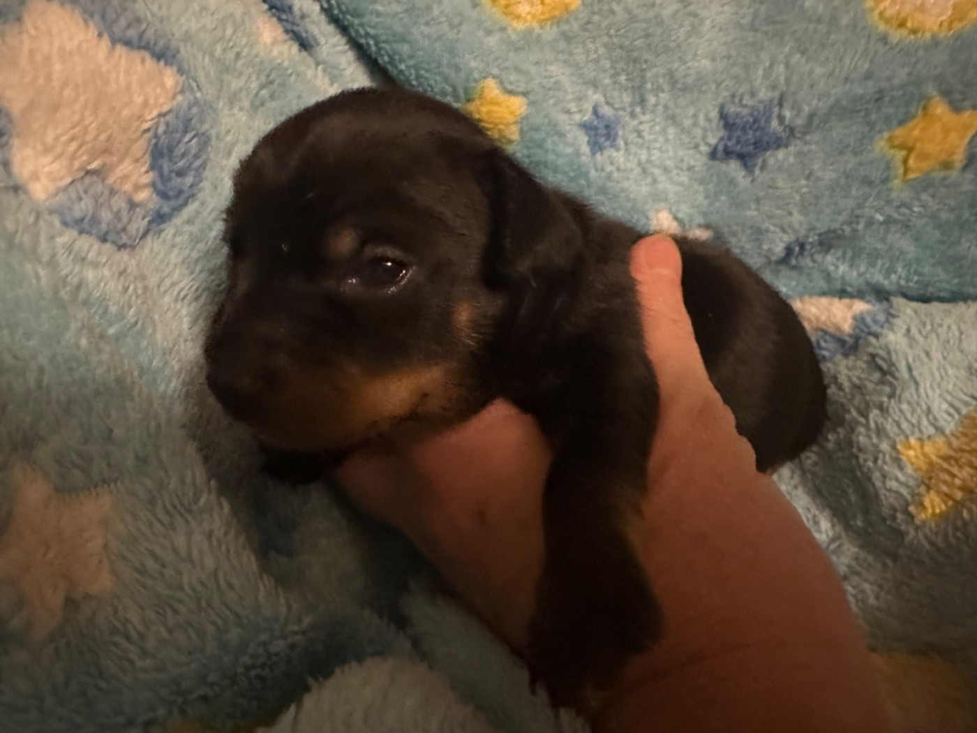 Des Dunes De Keremma - Chiots disponibles - Russkiy Toy (Petit Chien Russe)