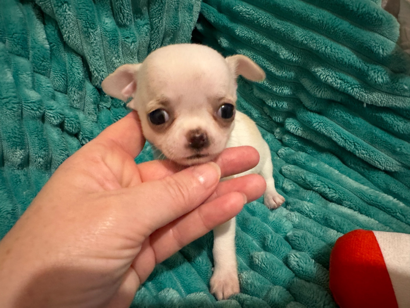 Des Dunes De Keremma - Chiots disponibles - Chihuahua