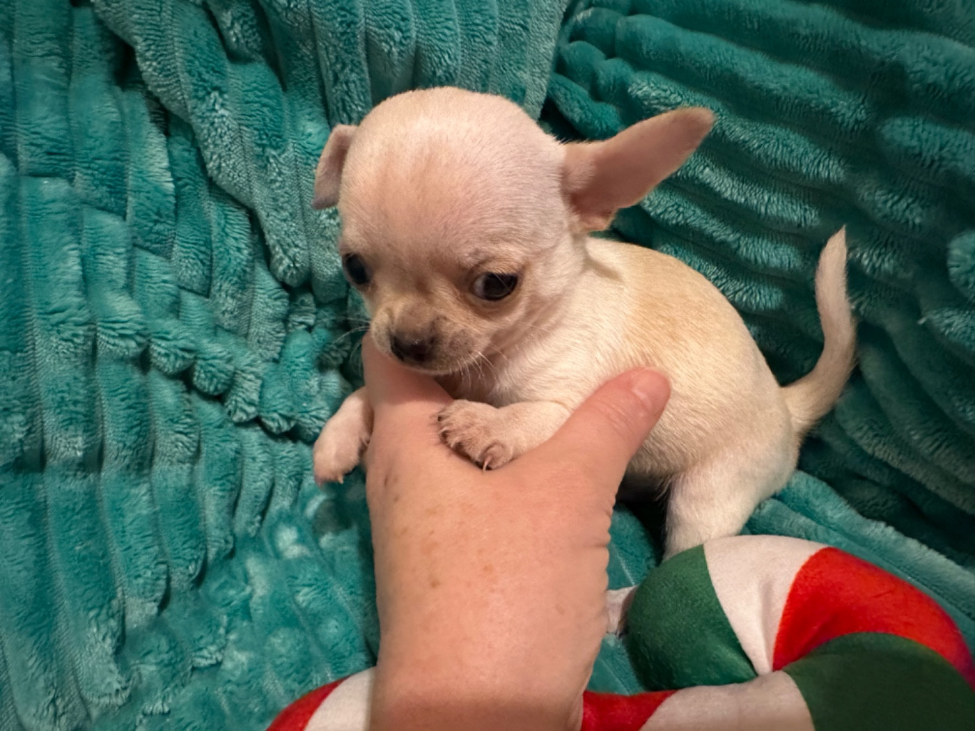 Des Dunes De Keremma - Chiots disponibles - Chihuahua