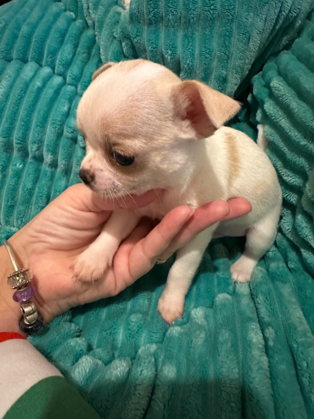 Des Dunes De Keremma - Chiots disponibles - Chihuahua