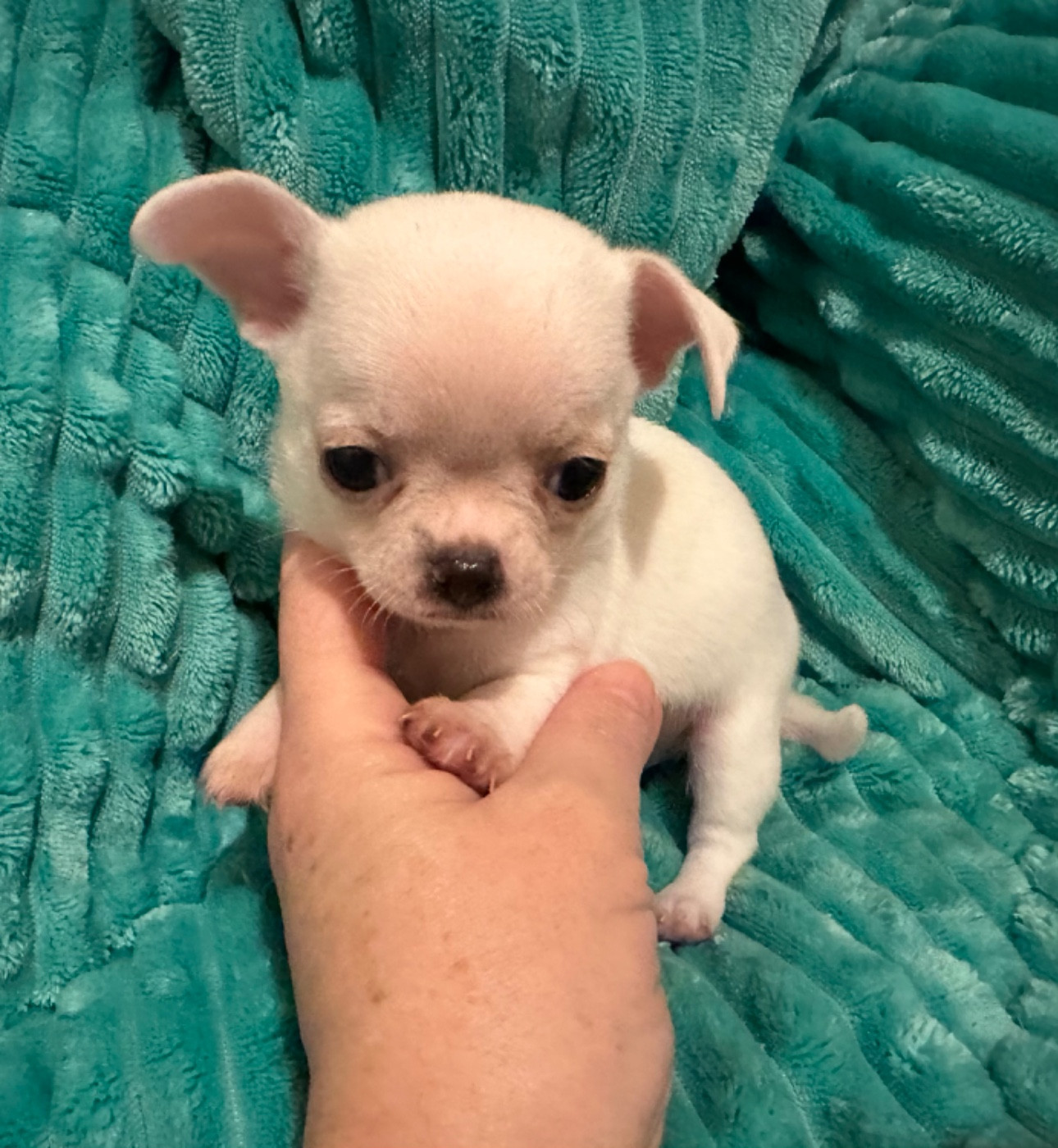 Des Dunes De Keremma - Chiots disponibles - Chihuahua