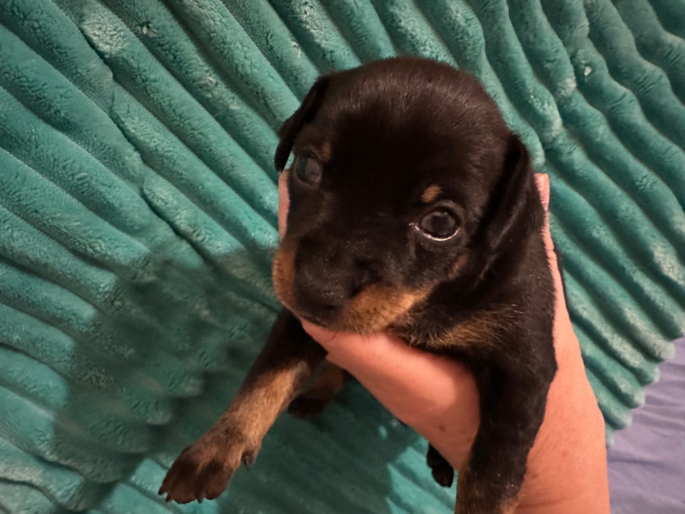 Des Dunes De Keremma - Chiots disponibles - Russkiy Toy (Petit Chien Russe)