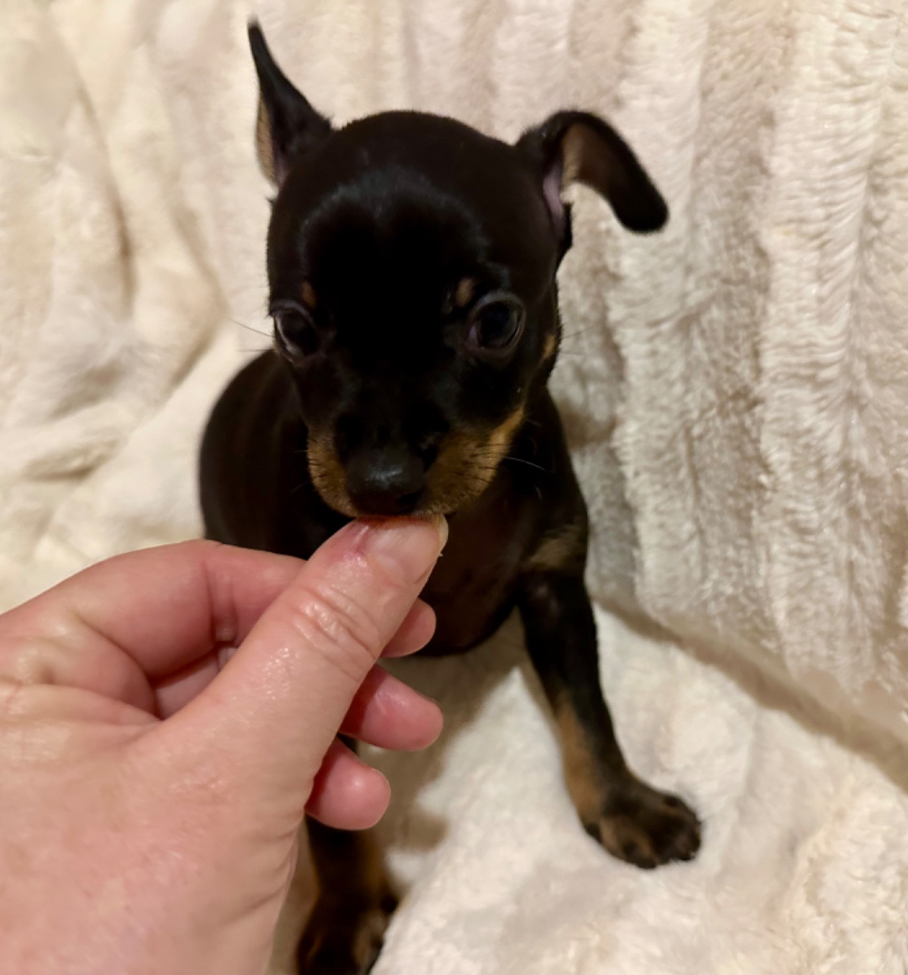 Des Dunes De Keremma - Chiots disponibles - Russkiy Toy (Petit Chien Russe)