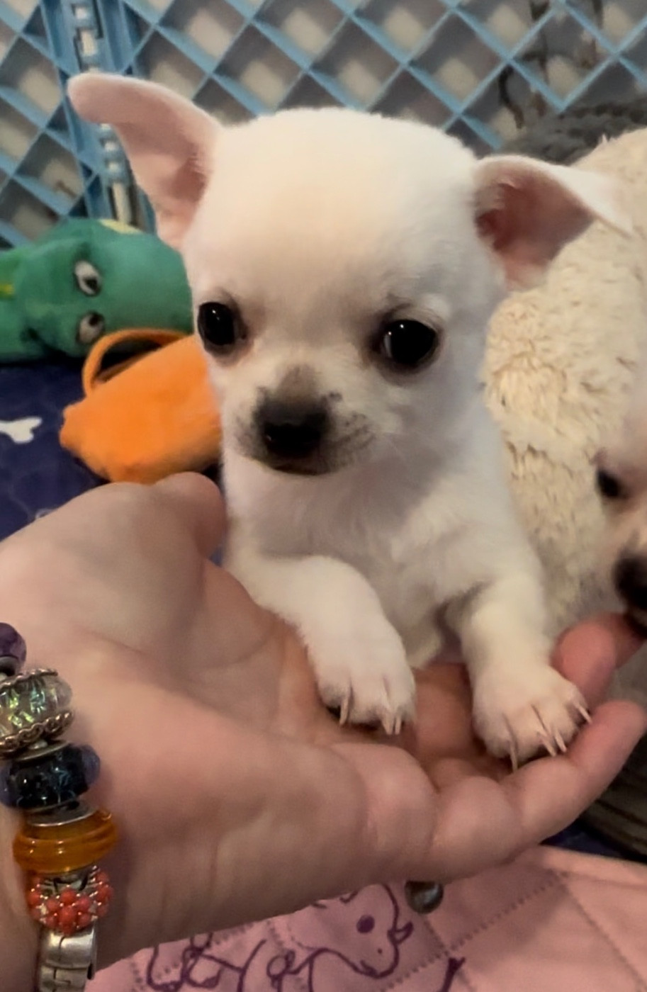 Des Dunes De Keremma - Chihuahua - Portée née le 07/11/2025