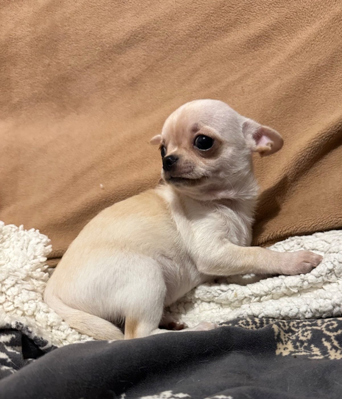 Des Dunes De Keremma - Chiots disponibles - Chihuahua