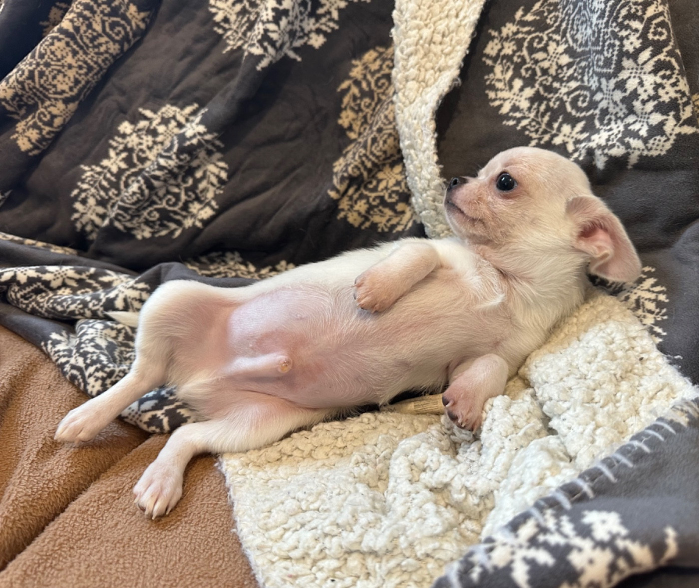 Des Dunes De Keremma - Chiots disponibles - Chihuahua