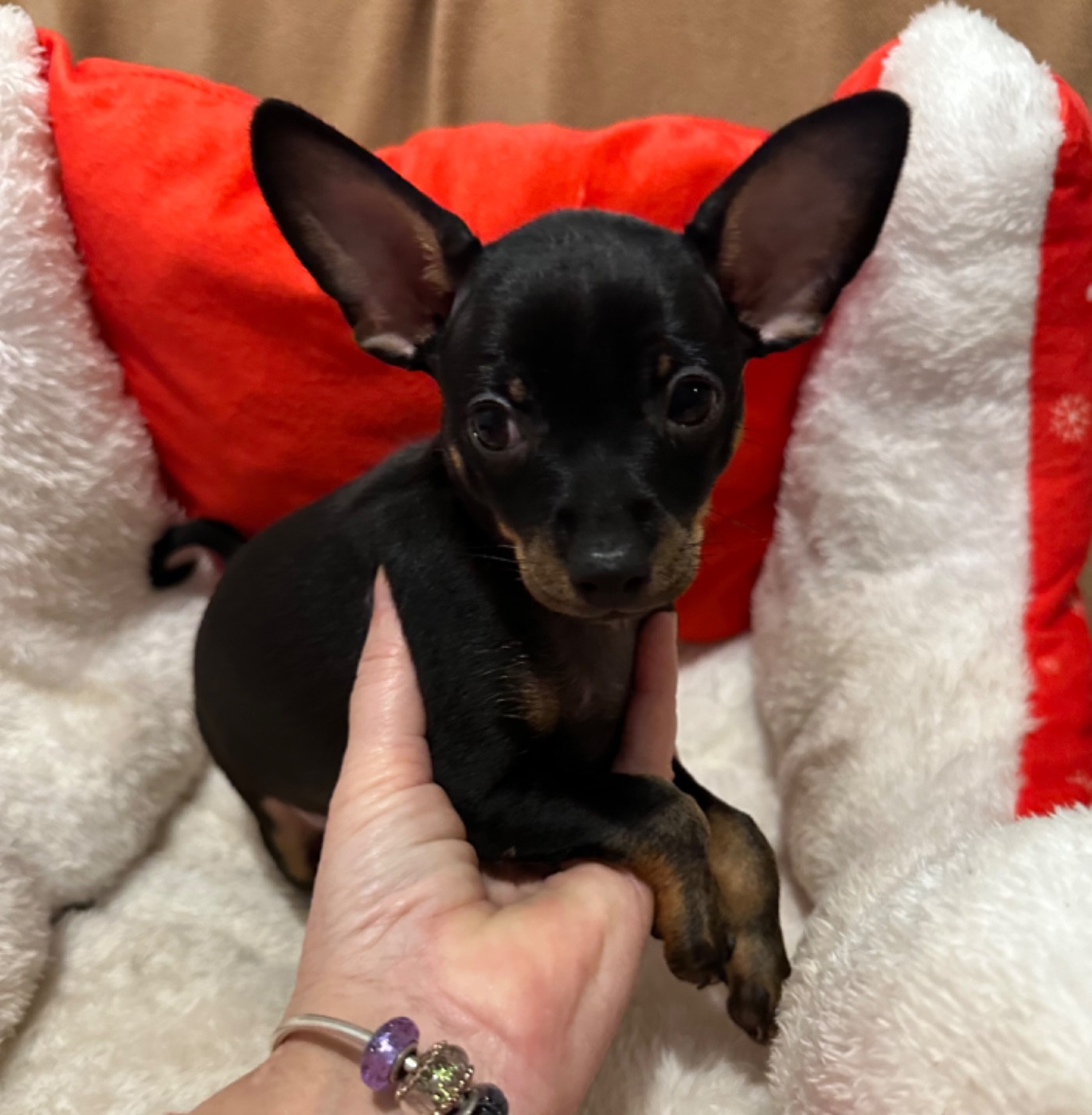 Des Dunes De Keremma - Chiots disponibles - Russkiy Toy (Petit Chien Russe)