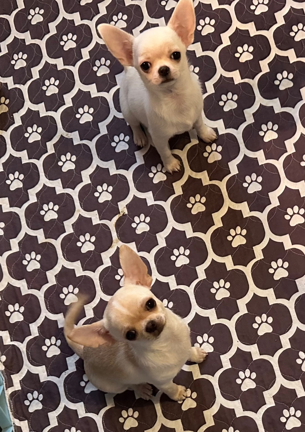 Chiot Chihuahua Des Dunes De Keremma