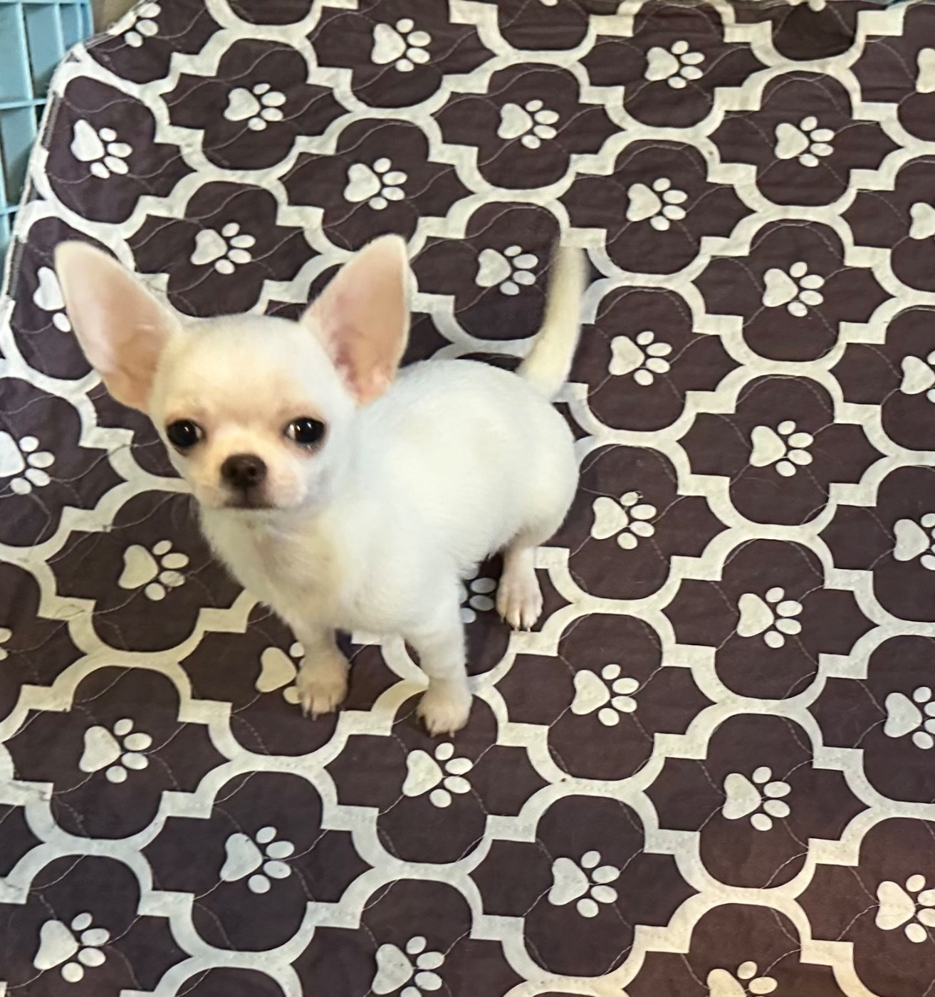 Des Dunes De Keremma - Chiots disponibles - Chihuahua